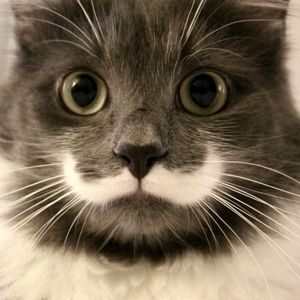 Meet your Posher, Lea